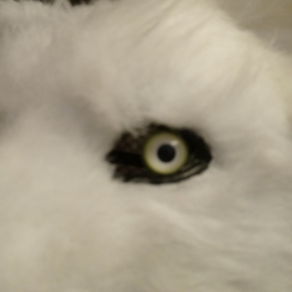 Halloween Costume White Wolf Head Adult Size Mascot - Picture 4 of 5